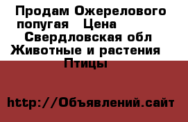  Продам Ожерелового попугая › Цена ­ 6 000 - Свердловская обл. Животные и растения » Птицы   